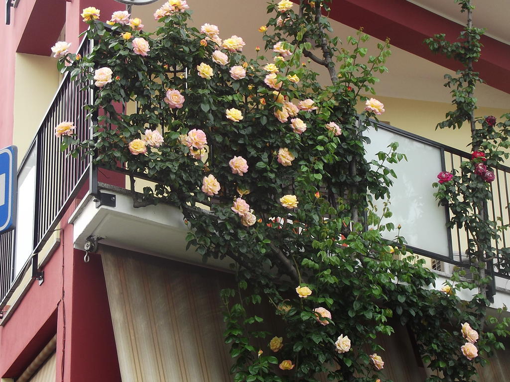 Hotel Renato 세스토 산 지오반니 외부 사진